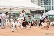 '멍멍, 신나요 ' 가을 나들이 행복하게, 2024 송파 반려동물 한마당 개최'