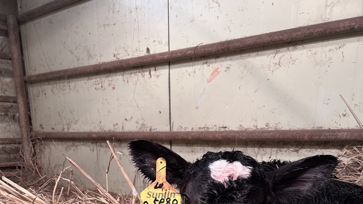 여주자영농업고 ‘송아지 출산’, 협약형 특성화고 도약 상징