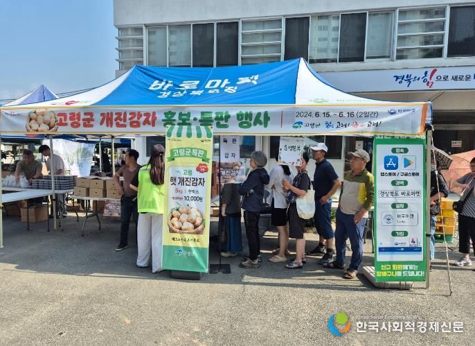 고령군, 바로마켓에서 개진감자 특판행사 가져